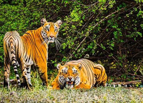 Dhaka – Sundarban – Dhaka